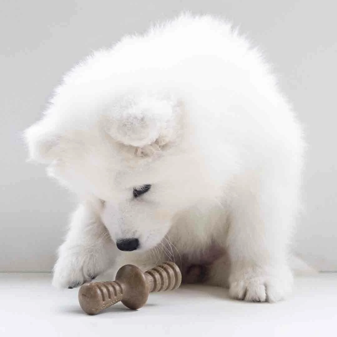 Benebone Puppy Maplestick Zaggler Bacon Tiny 2 Pack 4 Benebone Puppy Maplestick Zaggler Bacon Tiny 2 Pack - Image 4