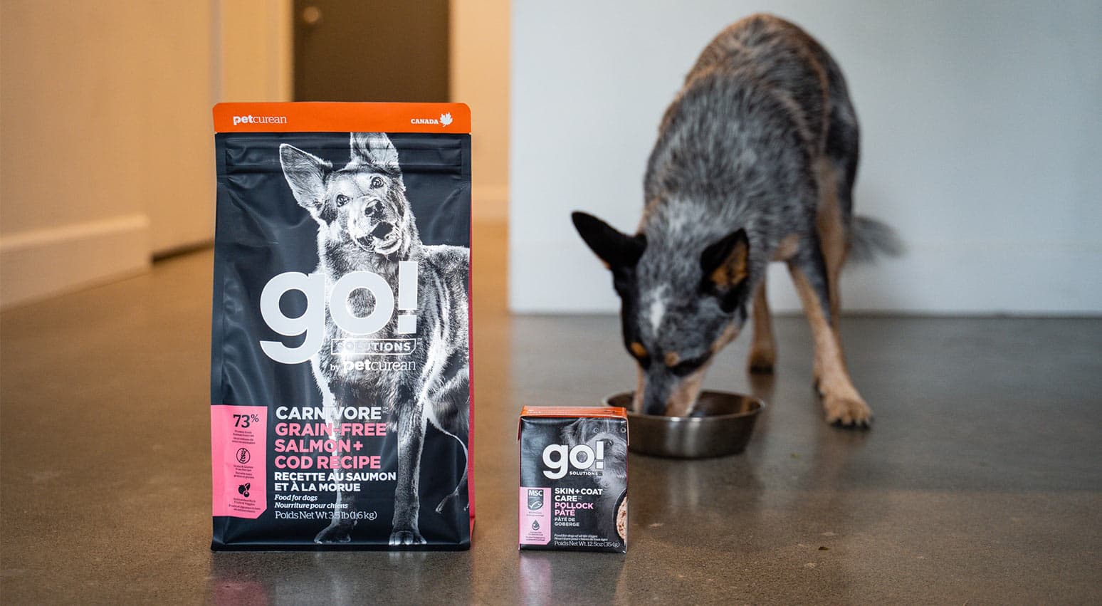 Dog Food shop -Dog Food shop blue heeler eating from bowl behind go solutions kibble and wet food for dogs