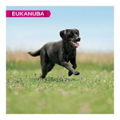 Eukanuba Adult Large Breed Chicken 2kg -Dog Food shop eukanuba adult dog rich in fresh chicken lifestyle