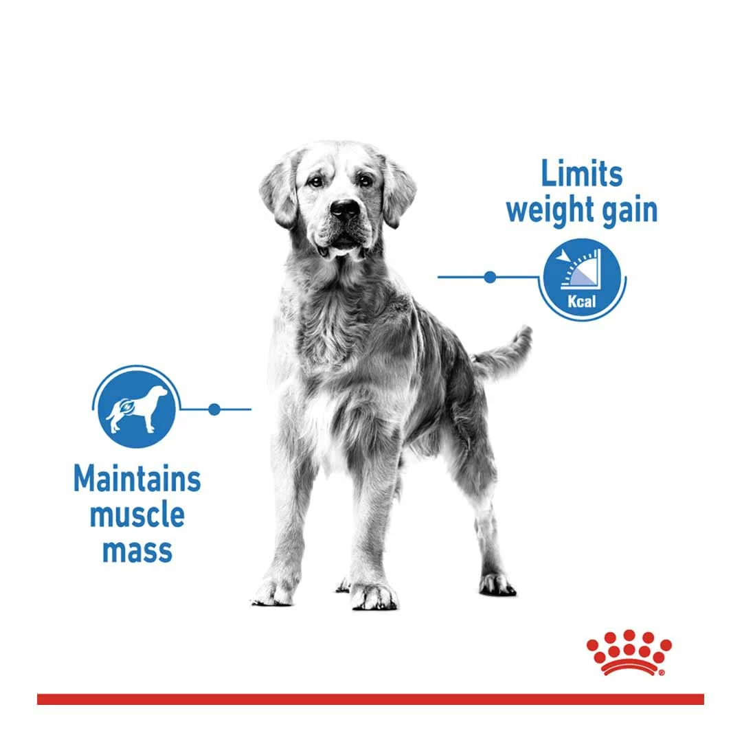Royal Canin Maxi Adult Light Weight Care 3kg 2 Royal Canin Maxi Adult Light Weight Care 3kg - Image 2