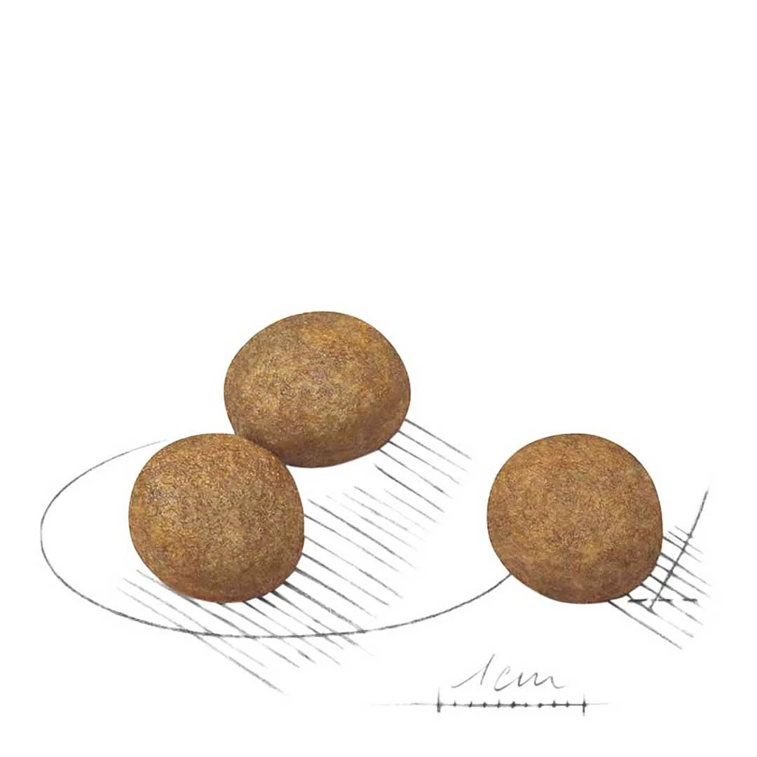 Royal Canin Maxi Junior 4kg 3 Royal Canin Maxi Junior 4kg - Image 3